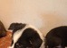 Traditional and Merle Border Collie Puppies