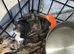 Mixed breed pups for sale