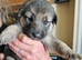 Really Beautiful tri colour German Shepherd puppies.