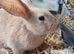Ready now 2 beautiful bunnies looking for their new homes
