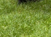Female rabbit