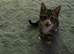 2x tabby kittens 14 weeks old