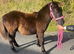 Registered standard Shetland