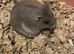 Dwarf hamster