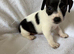 Jack Russell puppies for sale
