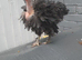 Necked neck bantam chicken