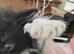 Maine coon x black and white kittens