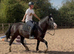 14.2HH COB MARE &ndash; SCHOOLMISTRESS / RIDING SCHOOL TYPE