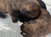 5 Beautiful French Bulldog puppies