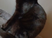 Female kitten