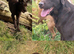 Goregous Labrador Puppies