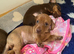 2 male puppies left