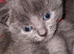 Russian Blue kittens