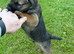 Ready to go now!Border Terrier pup ONLY 1 BOY LEFT! SLEM clear