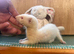 Tiny albino Jill kit