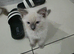 Ragdoll