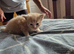 Maine coon kittens