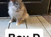 Adorable Baby Bunnies Looking for Their Forever Homes