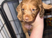 Beautiful mix of miniature dachshunds
