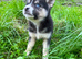 Pomsky puppy&rsquo;s