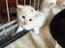7 beautiful kittens Essex