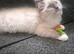 Ragdoll kittens available