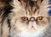 5 year old pure Persian spayed female.