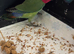 One baby love bird for sale