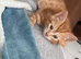 Ginger kitten