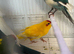 Kakarikis