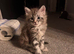 Maine Coon kitten