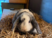 Mini lops