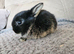 Gorgeous baby netherland dwarf boy