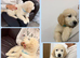 Golden Retriever Puppies