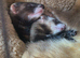 6 month old male ferrets