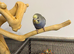 Tame Baby Budgies