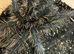4 Female tarantulas!