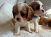 Cavalier King Charles pups