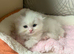 Adorable Scottish Fold and Straight kittens
