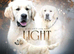 Goldador/ golden retriever champion x labrador show line fci