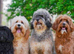 Wanted Cavapoo, Cockapoo! Loving home waiting for a Small Dog!