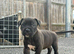 Mastiff
