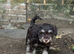 Gorgeous Tan and liver miniature schnauzer puppies