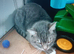 Cat £50