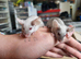 Dove females