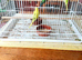 Baby budgies ready to collect now !