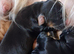 6 stunning working cocker spaniels