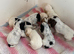 Show cocker puppies