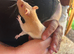 2 young female rats