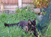 Pedigree Maine Coon boy in Manchester
